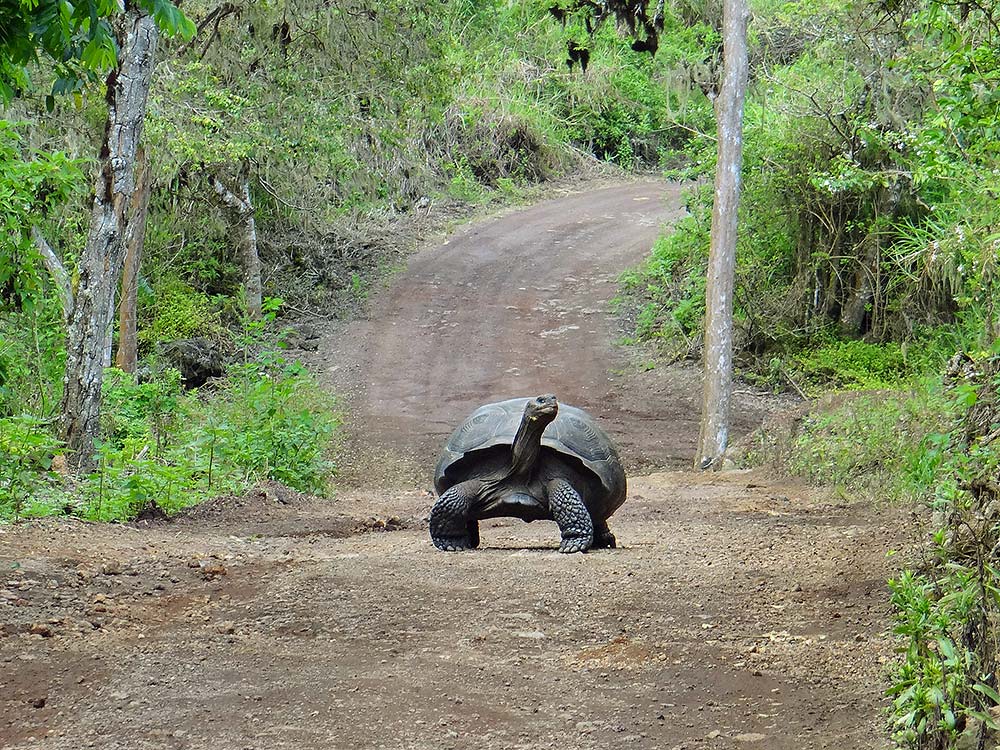 Galapagos Trekking