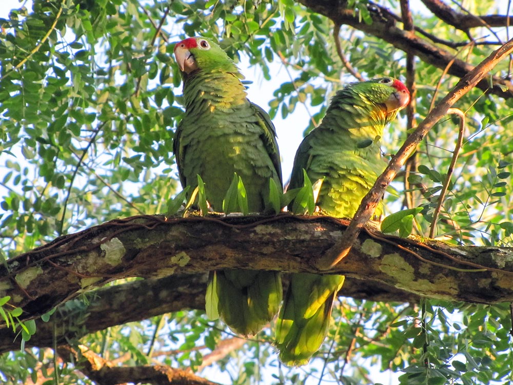 Ecuador Trekking Papageie