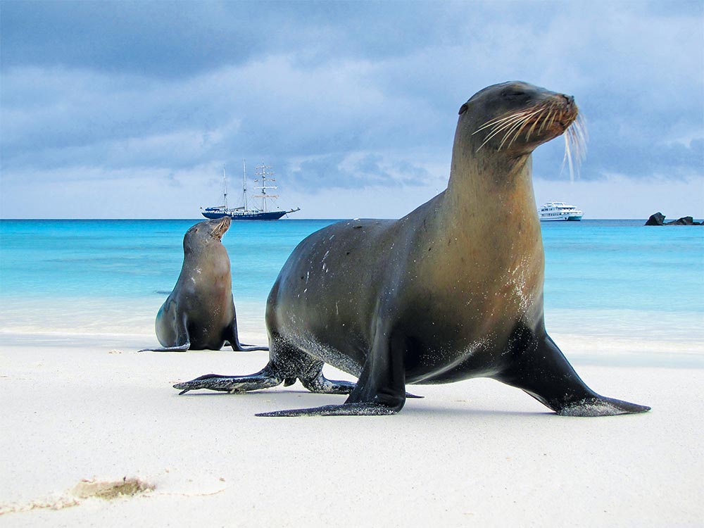 Seehunde auf Galapagos